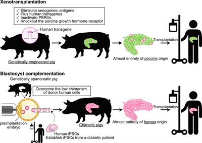 Frontiers | Xenotransplantation And Interspecies Organogenesis: Current ...